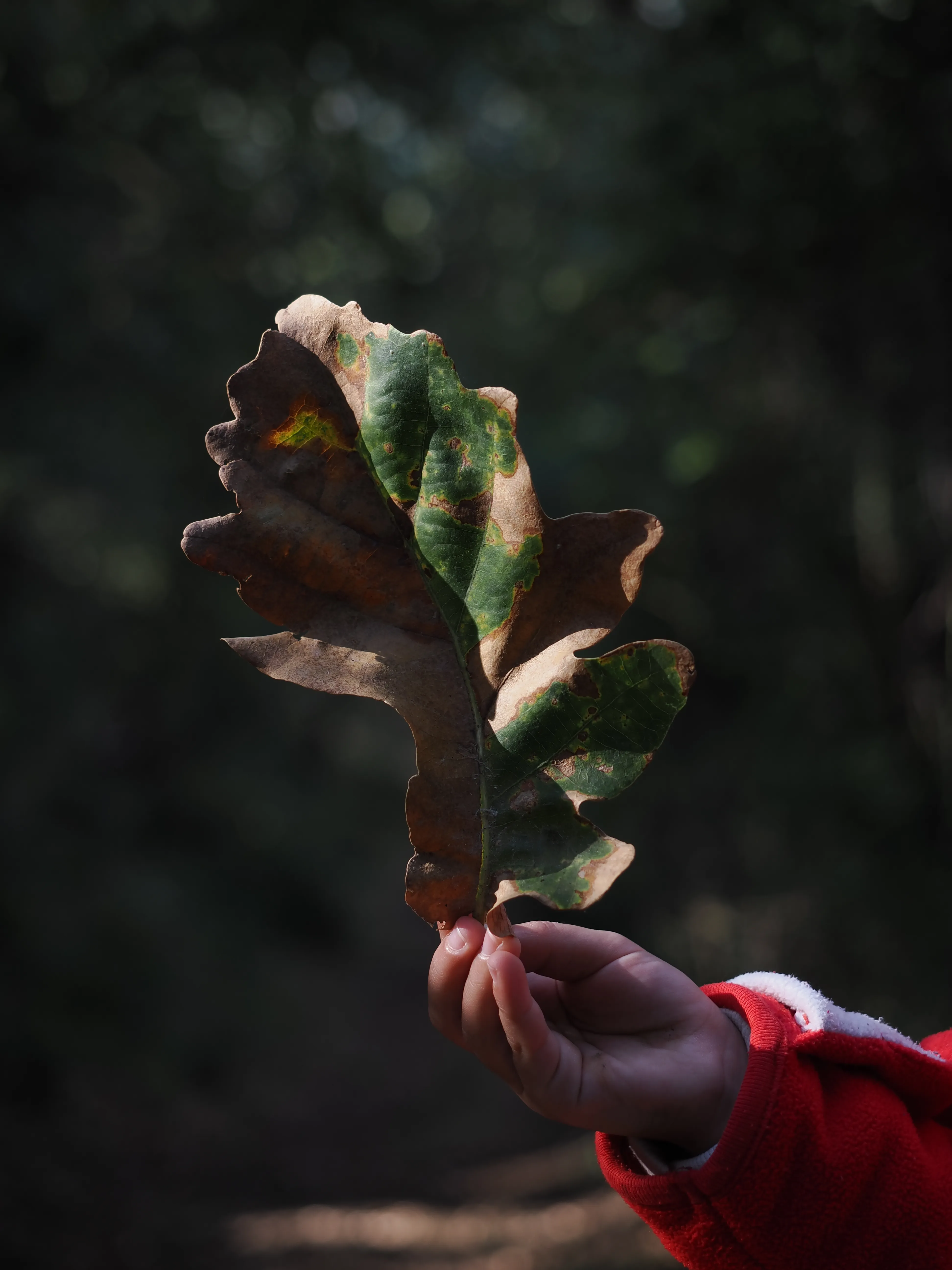 Foto bambina con una foglia di quercia in mano